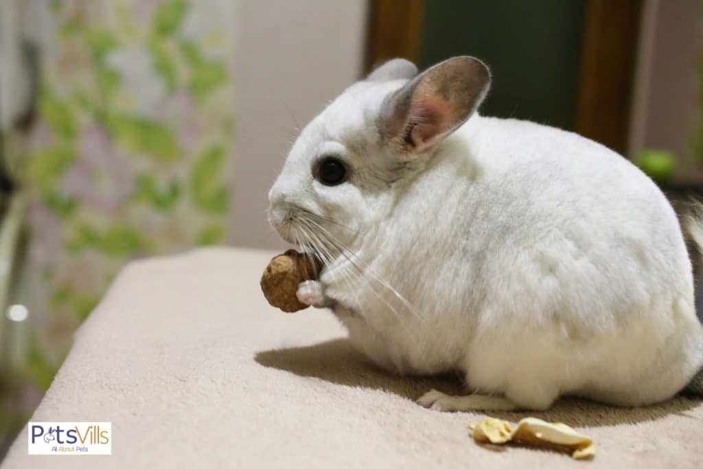a chinchilla eating walnut