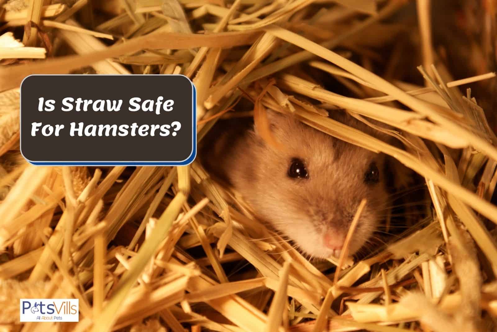 a hamster on a straw bedding