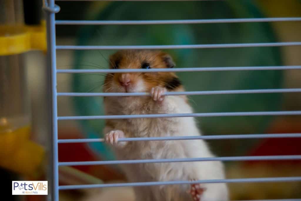 a hamster trying to climb on cage, unhappy hamster signs