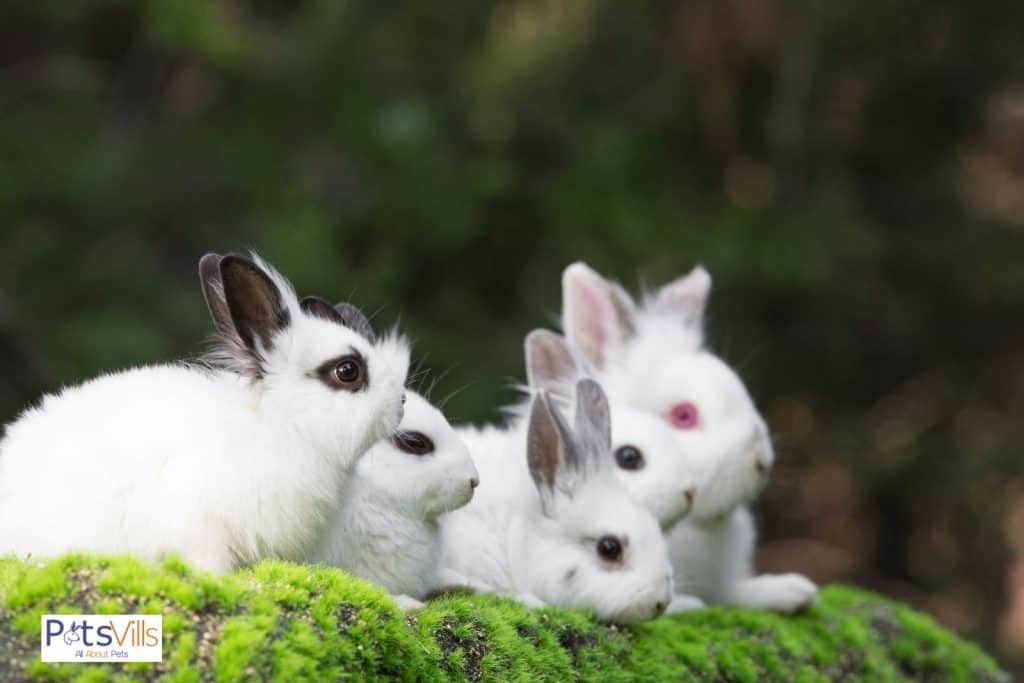 a group of rabbit