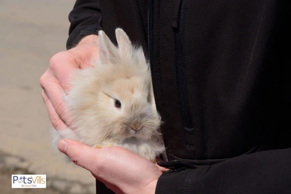 a lionhead rabbit in hand
