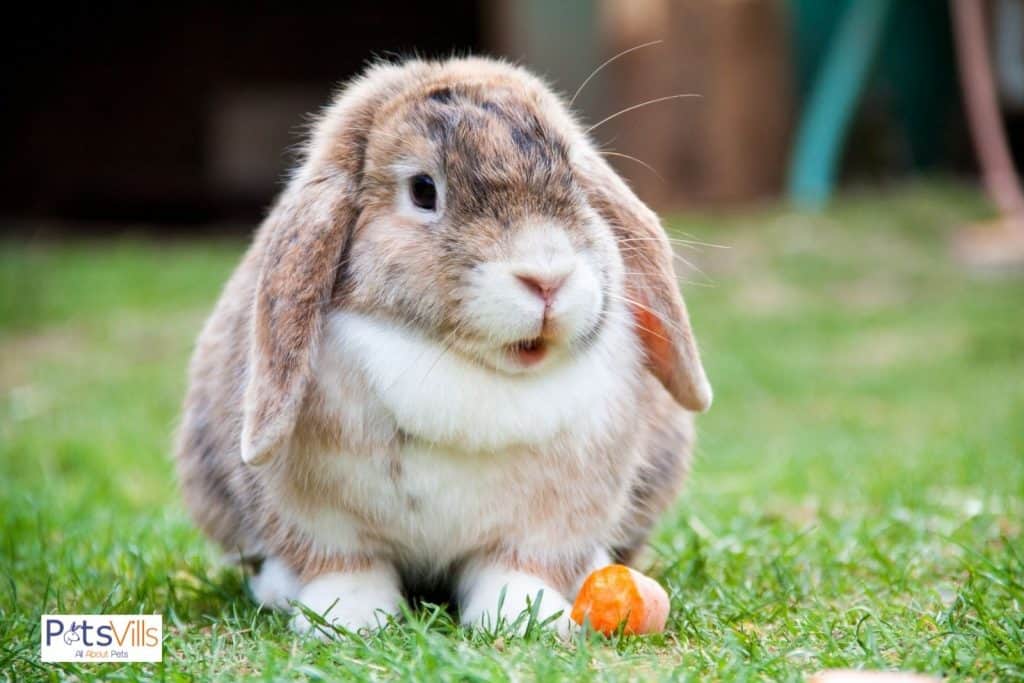 a male rabbit