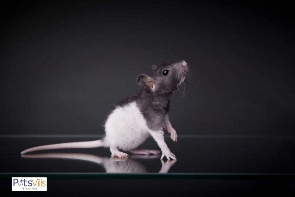 a rat from the marked rats breeds