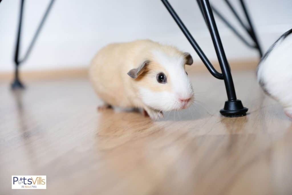 guinea pig on a clean floor
