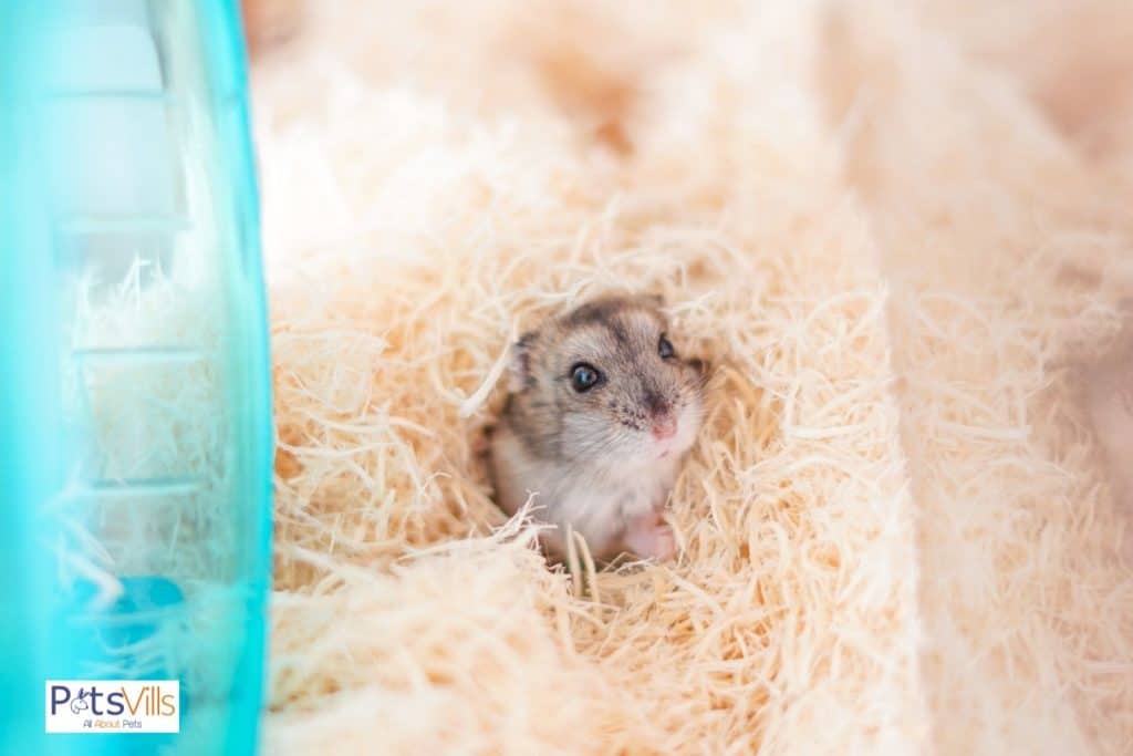 a hamster in cage 
