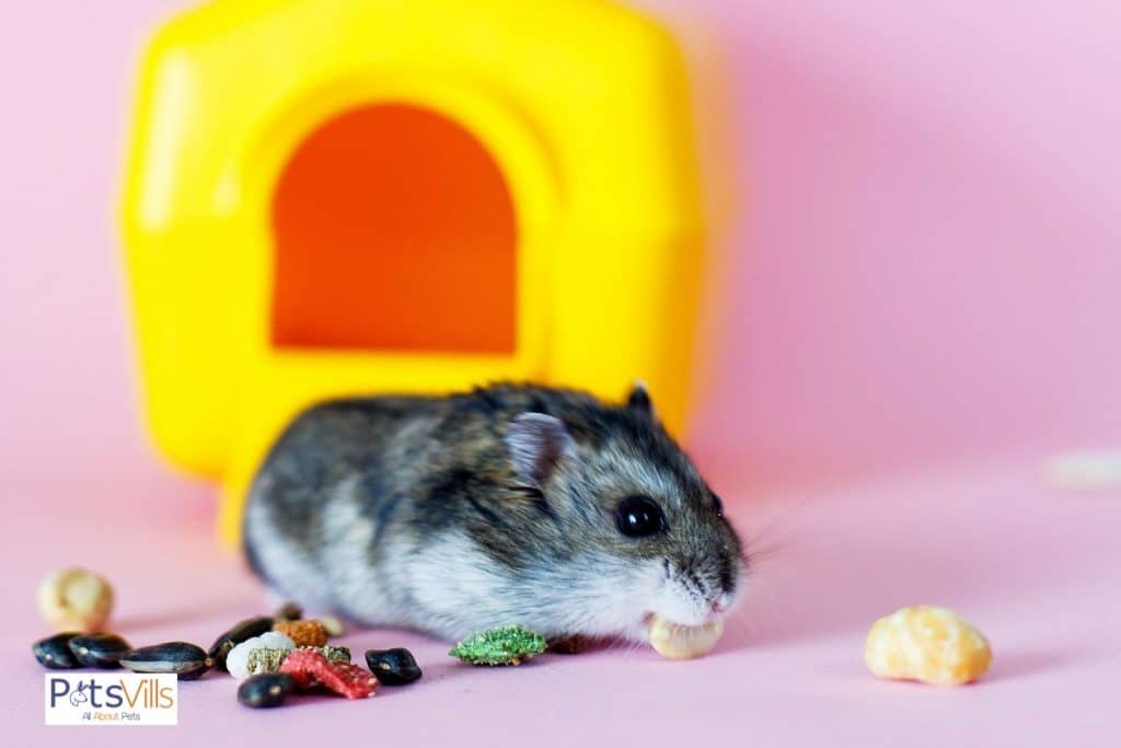 a hamster eating food other than celery