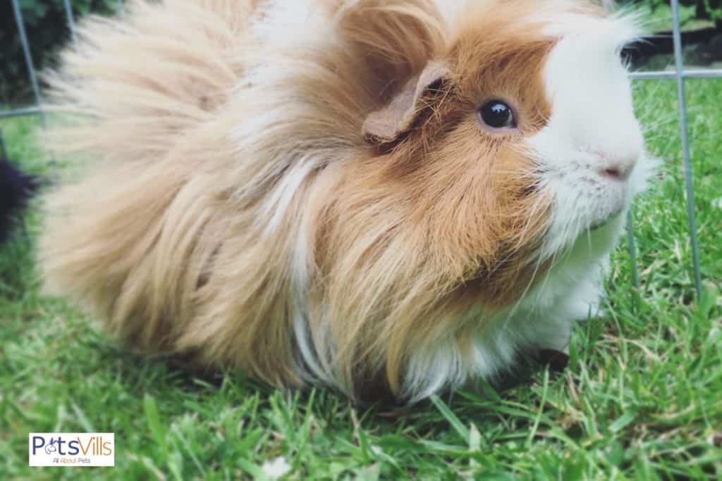 a peruvian guinea pig at park