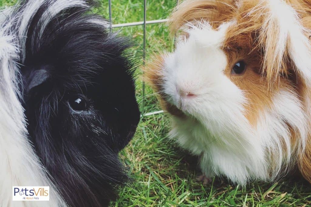 a pair of peruvian guinea pig