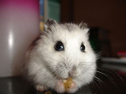 a cute hamster to adopt