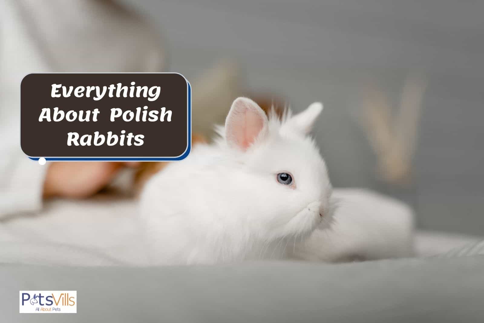a white polish rabbit