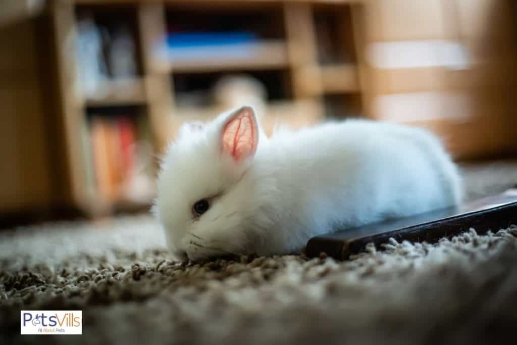 a polish rabbit