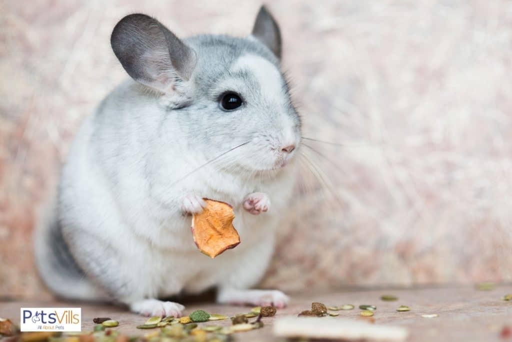 a chinchilla eating a food