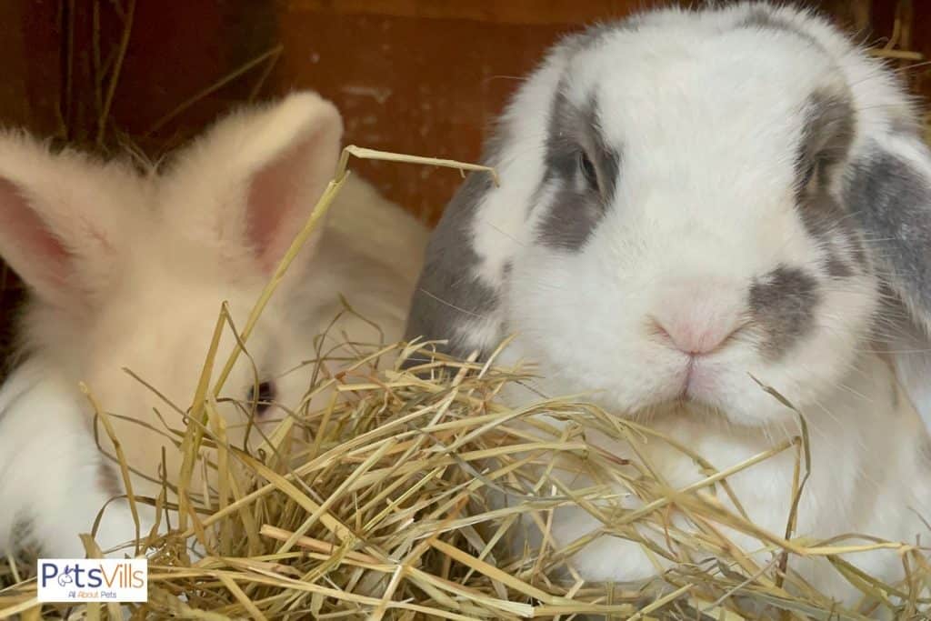 rabbits eating hay, rabbit care tips