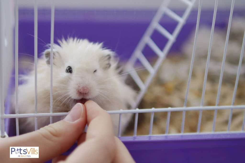 a men trying to put a hand in hamster cage