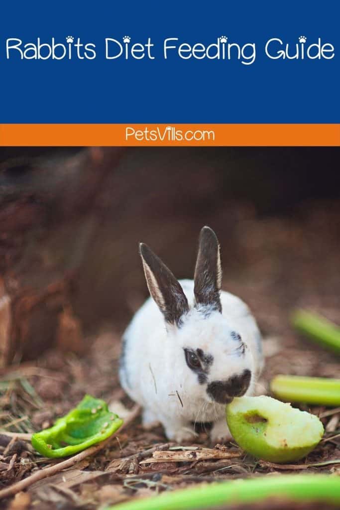 a rabbit eating food