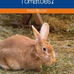 a rabbit eating tomatoe, can rabbits eat tomatoes