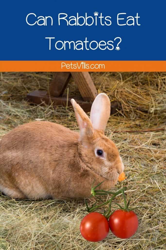 a rabbit eating tomatoe, can rabbits eat tomatoes