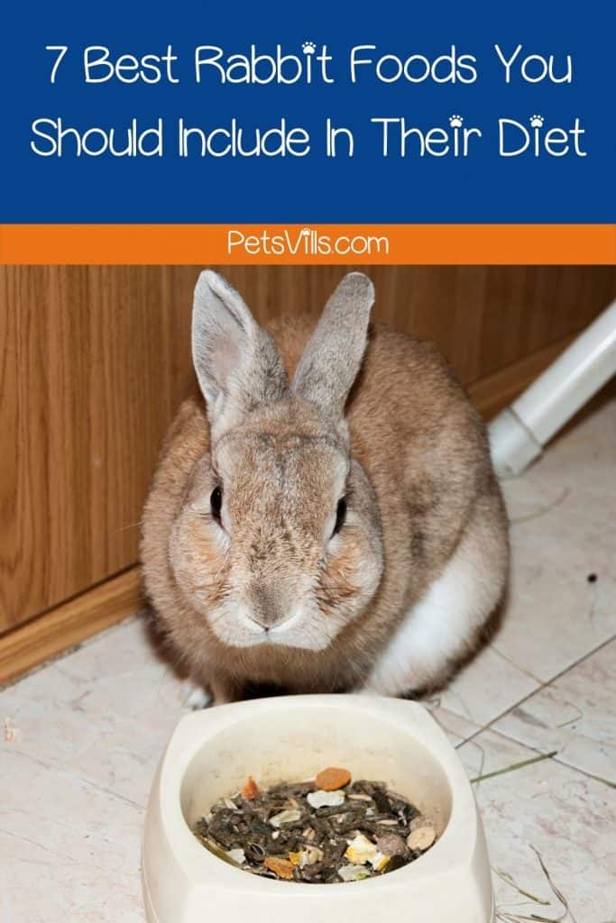 a rabbit with best rabbit foods in front of him to eat