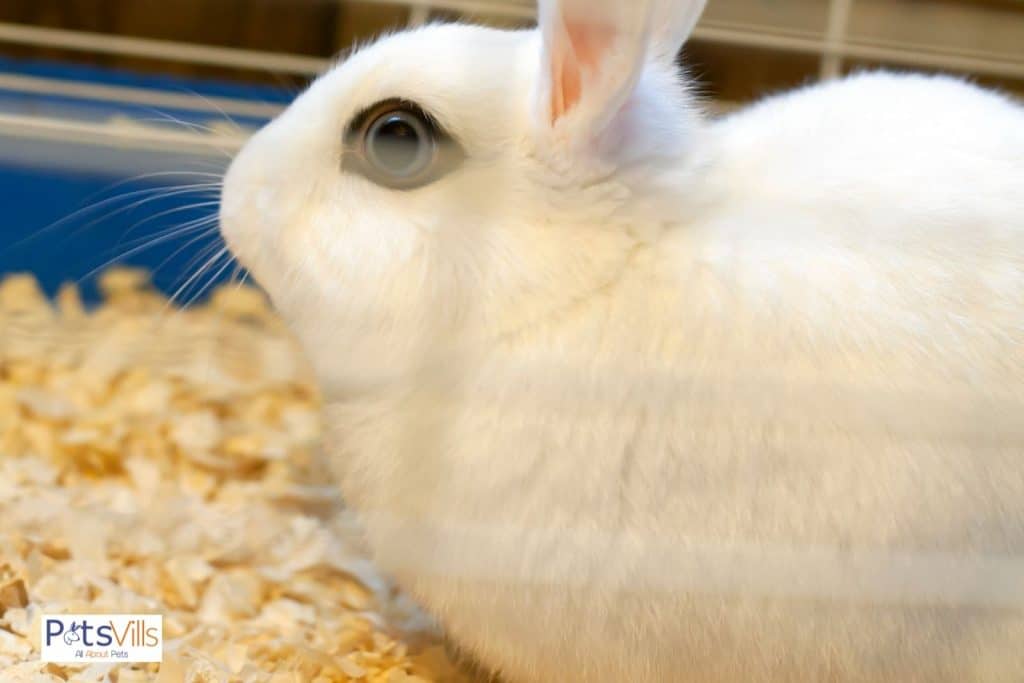 a rabbit in a cage with best bedding, caring tips for rabbits