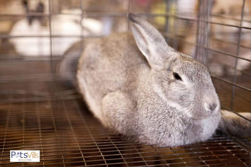 rabbit is bored in cage that is one fo the interesting facts about rabbits