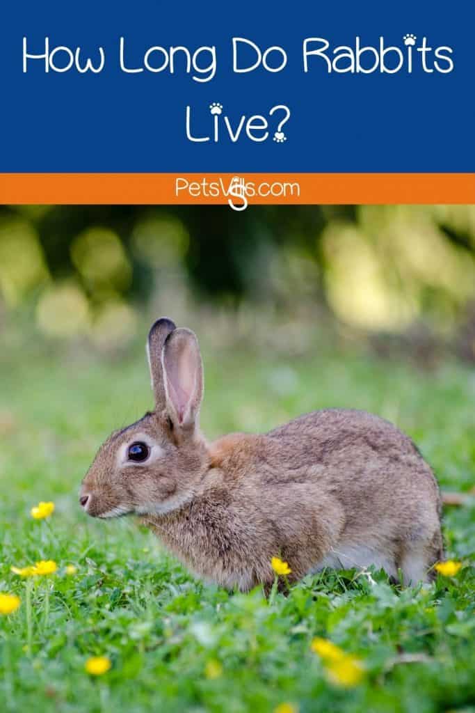 how long do rabbits life