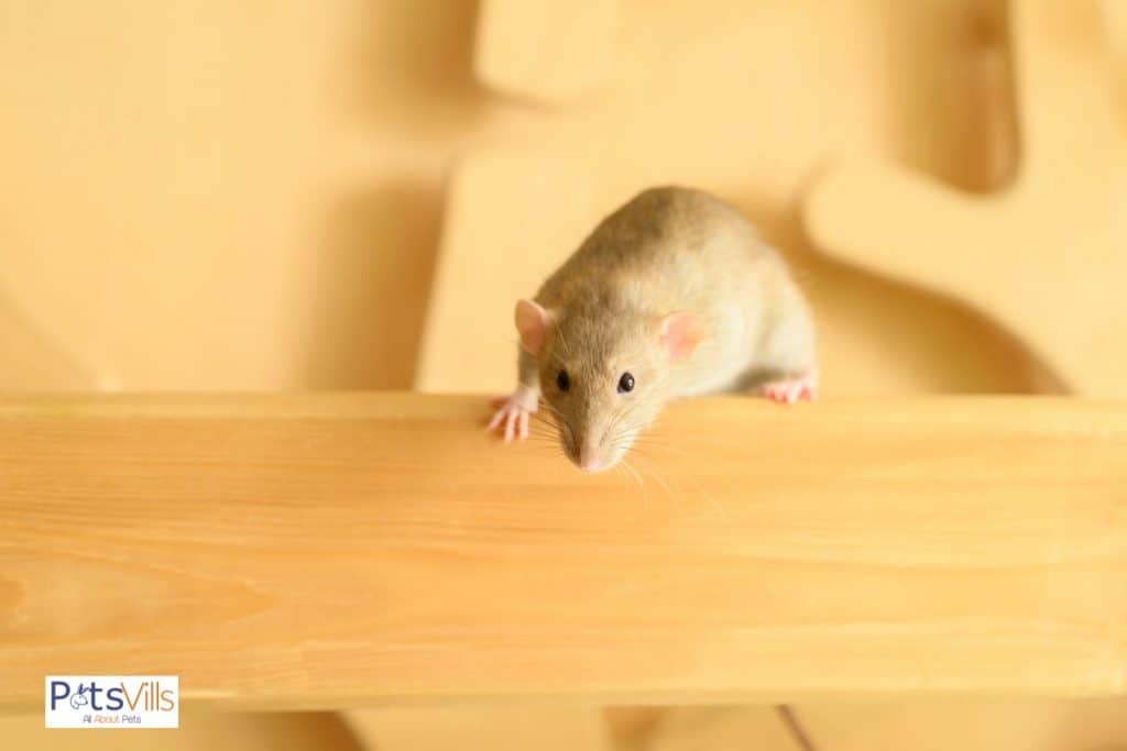 a rat doing exercise