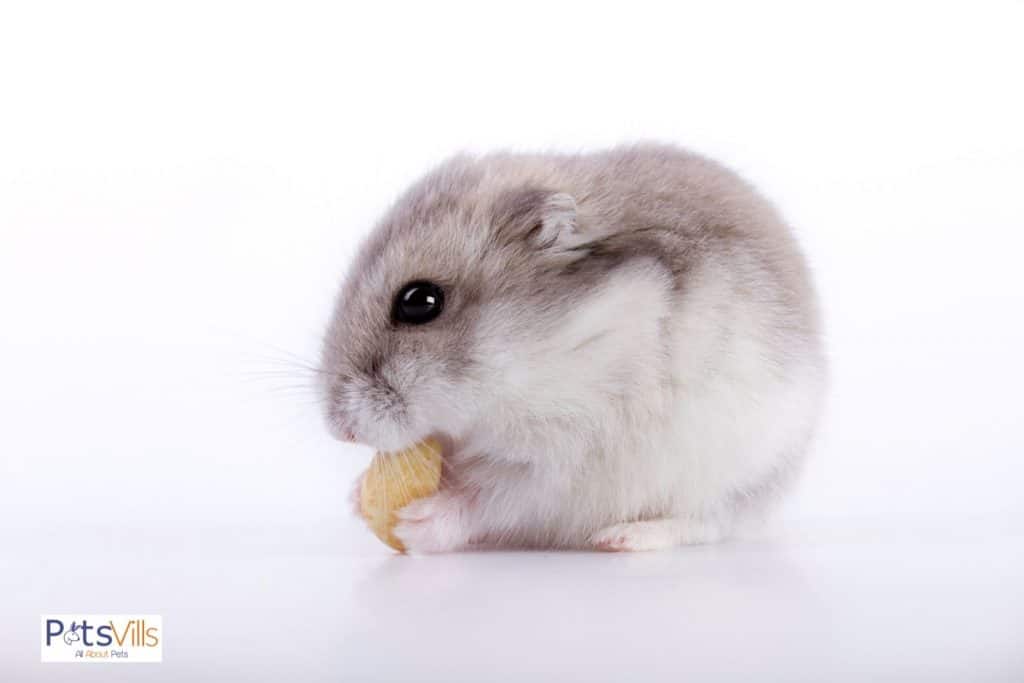 a cute robo hamster