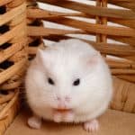 a cute hamster