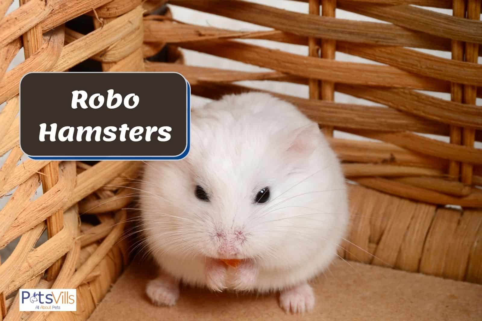 a white robo hamster
