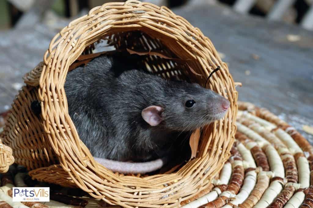 a rat from the satin rat breeds