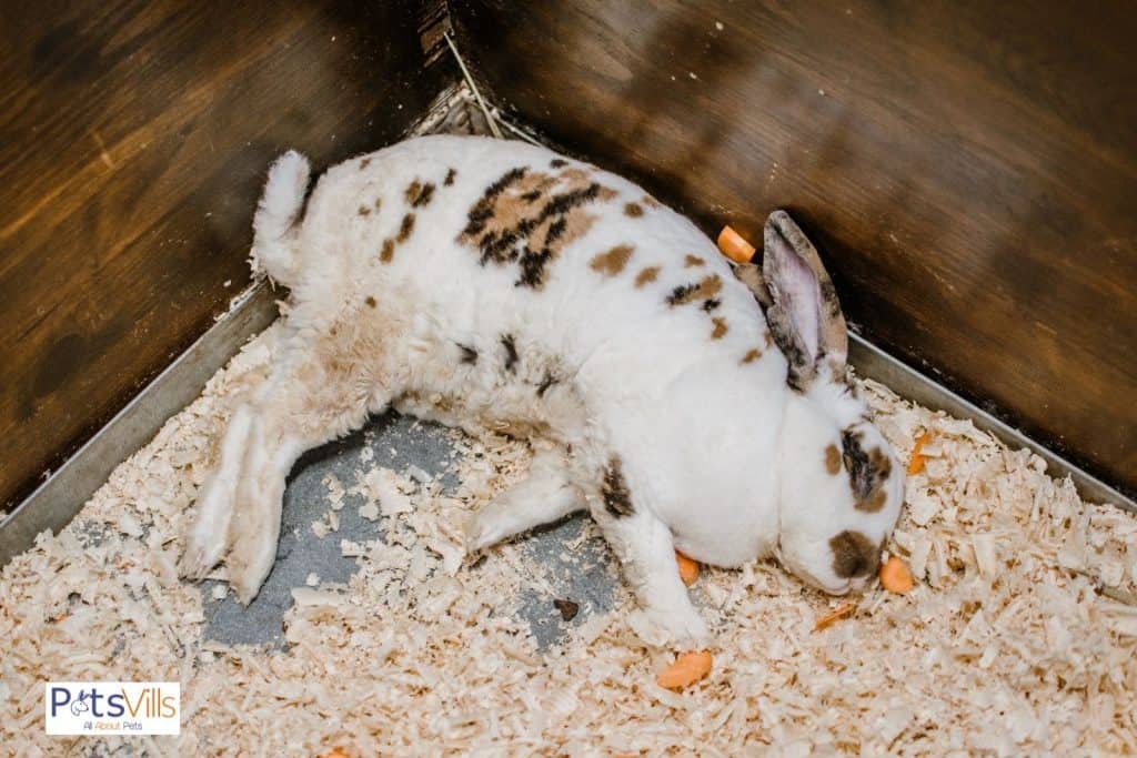 a rabbit is sleeping