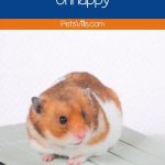 a cute and sad hamster, unhappy hamster signs