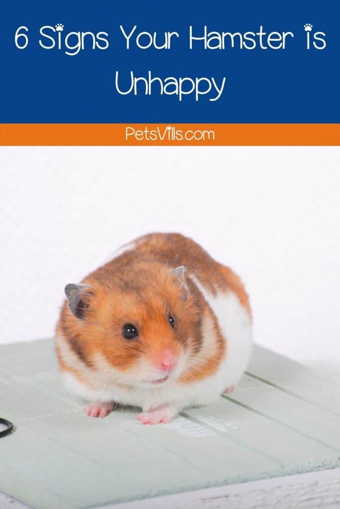 a cute and sad hamster, unhappy hamster signs