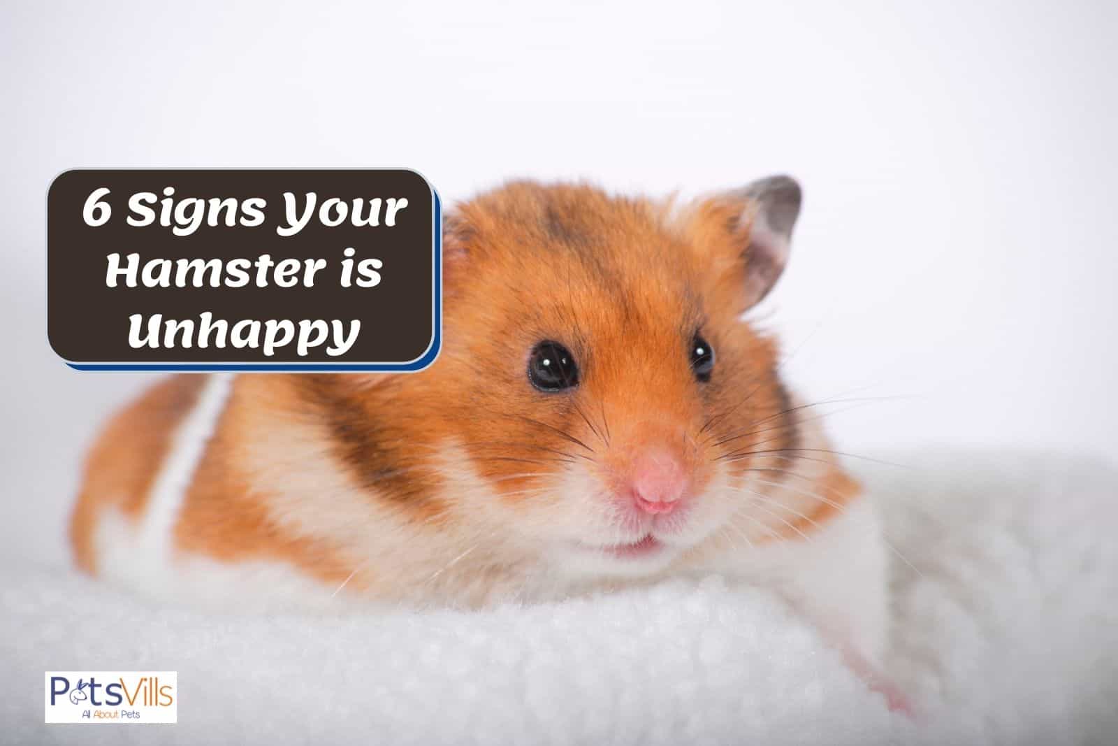 a cute hamster in sad mood