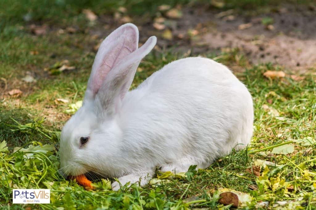 a rabbit eat carrot, care tips for pet rabbits