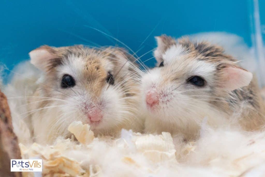 hamster in pairs