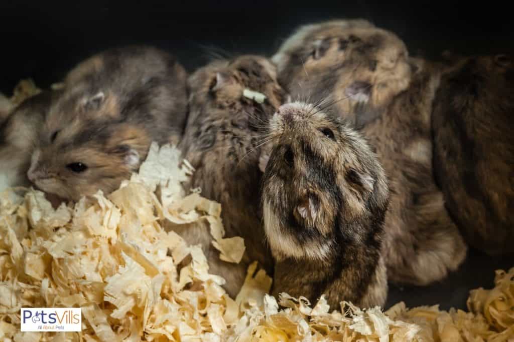 russian dwarf hamsters in group