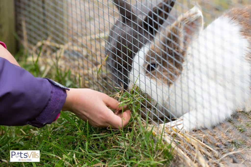 a rabbit eating hay