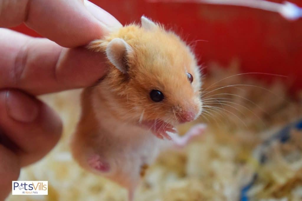 an owner trying to wake up hamster