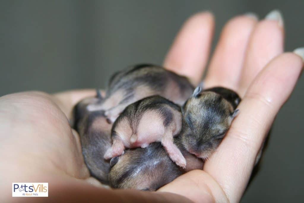 baby hamsters in a girl hand