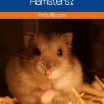 a hamster on a straw