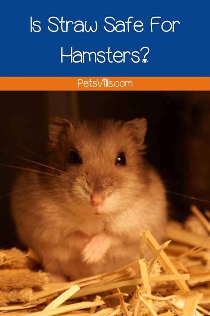 a hamster in a cage on bedding