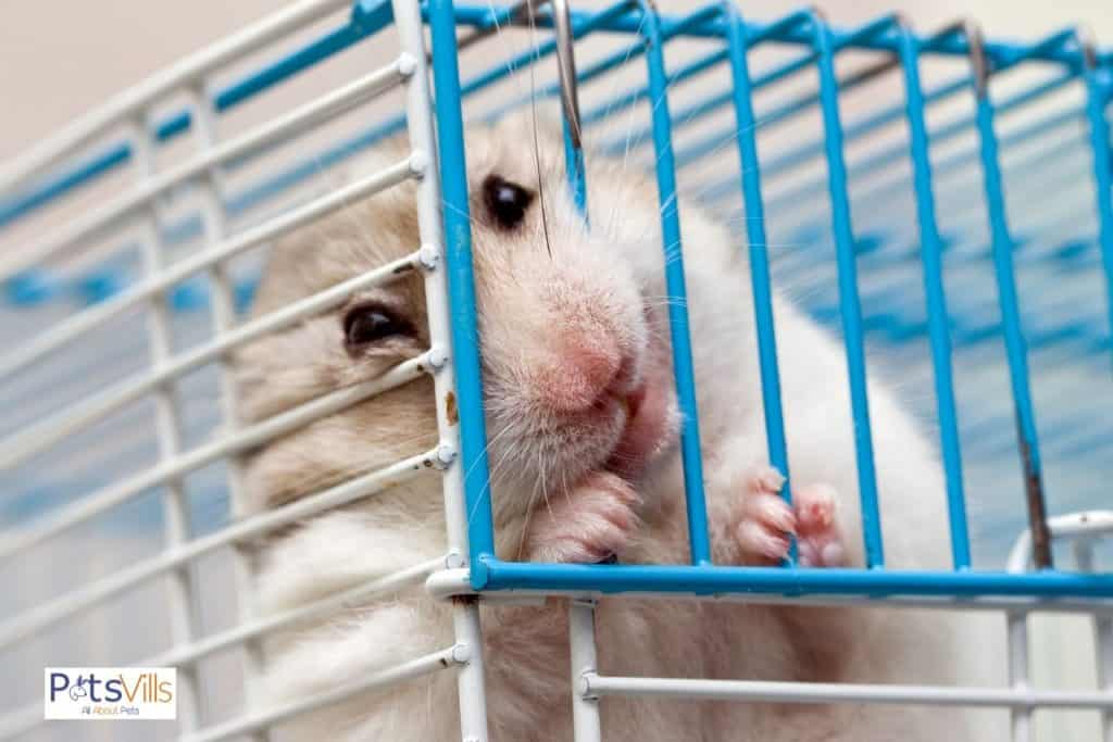 a bored hamster biting a cage wire