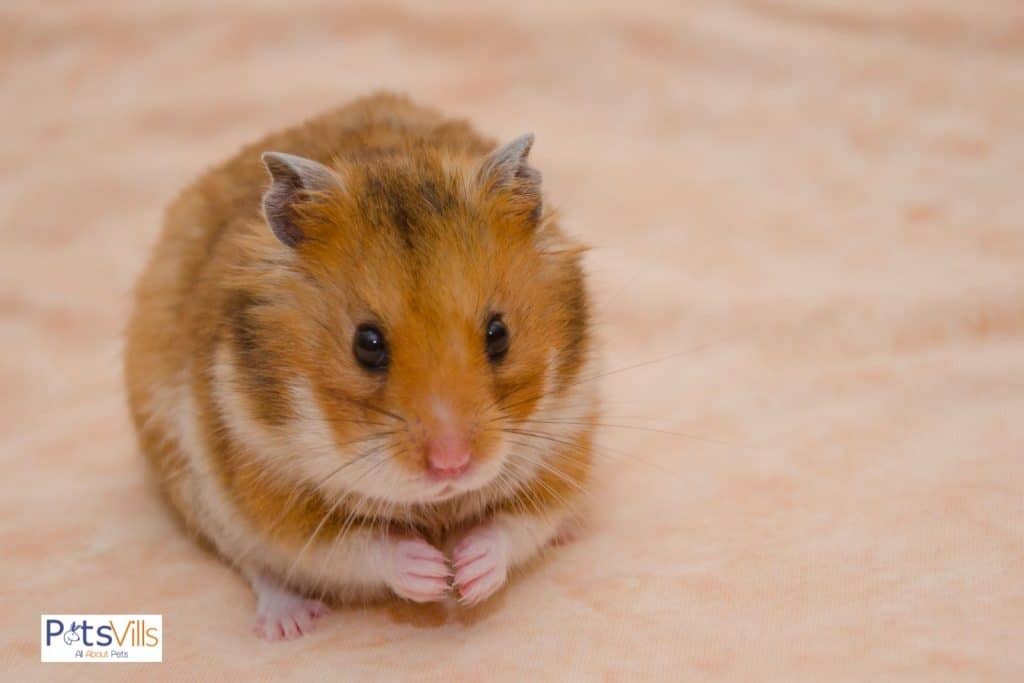 a cute syrian hamster
