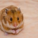 a cute Syrian hamster