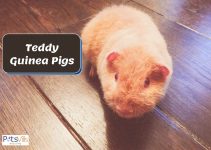 Everything You Need to Know About Teddy Guinea Pigs