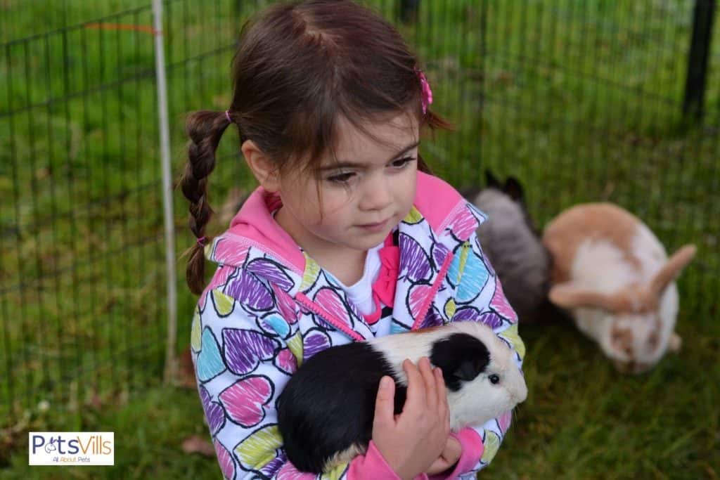a child taking care of teddy guinea pig