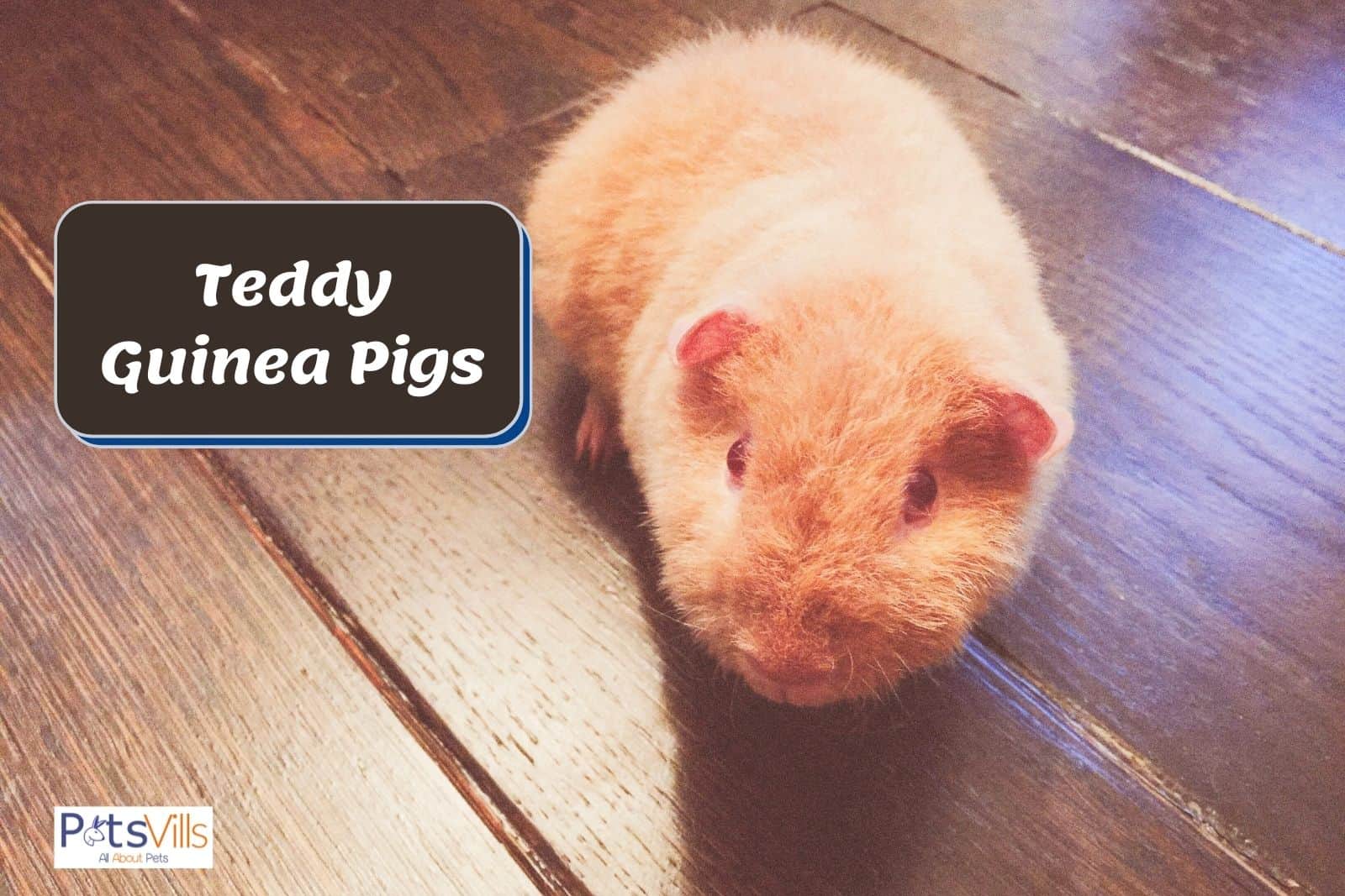 a tiny and cute guinea pig