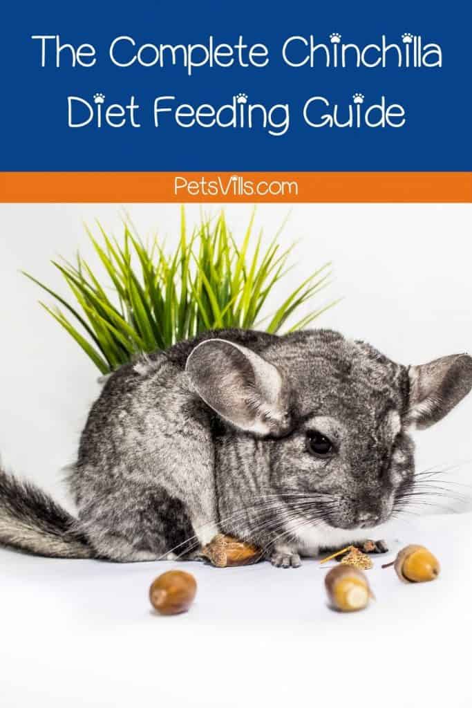 a chinchilla eating food, the chinchilla diet feeding guide