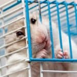 a hamster biting cage bar, why do hamsters chew their cage bar